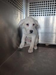 Shelter Stray Male Dog last seen 187TH AVE AND PINNACLE PEAK RD, 1920 S Lewis, Mesa, AZ 85210, USA