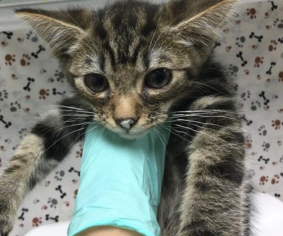 Shelter Stray Female Cat last seen Near BLOCK MACY CT, RIVERSIDE CA 92503, 6851 Van Buren Boulevard, Jurupa Valley, CA 92509, USA
