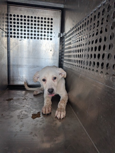Shelter Stray Male Dog last seen 187TH AVE AND PINNACLE PEAK RD, 1920 S Lewis, Mesa, AZ 85210, USA