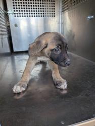 Shelter Stray Male Dog last seen 187TH AVE AND PINNACLE PEAK RD, 1920 S Lewis, Mesa, AZ 85210, USA