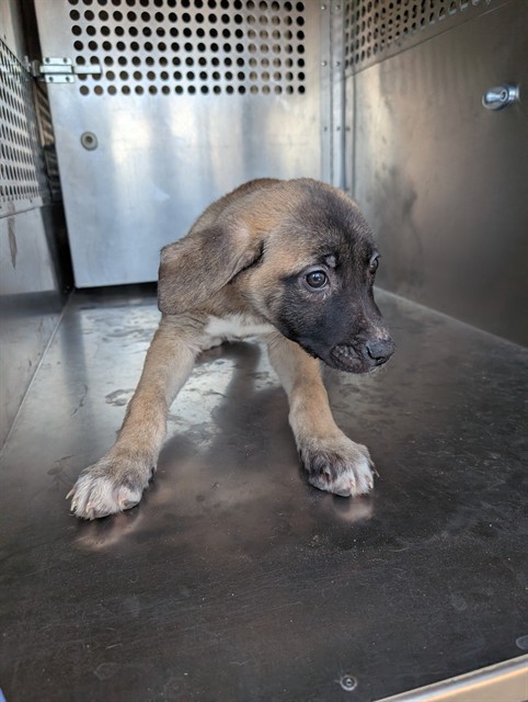Shelter Stray Male Dog last seen 187TH AVE AND PINNACLE PEAK RD, 1920 S Lewis, Mesa, AZ 85210, USA