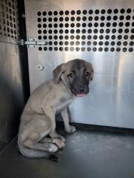 Shelter Stray Female Dog last seen 187TH AVE AND PINNACLE PEAK RD, 1920 S Lewis, Mesa, AZ 85210, USA