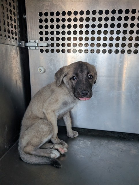 Shelter Stray Female Dog last seen 187TH AVE AND PINNACLE PEAK RD, 1920 S Lewis, Mesa, AZ 85210, USA