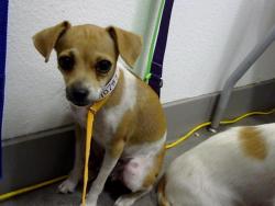Shelter Stray Female Dog last seen RAY RD AND MCQUEEN RD, 1920 S Lewis, Mesa, AZ 85210, USA