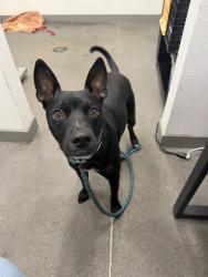 Shelter Stray Male Dog last seen HIGHLAND AVE AND 16TH ST, 1920 S Lewis, Mesa, AZ 85210, USA