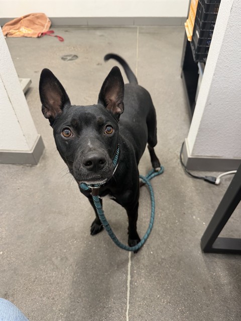 Shelter Stray Male Dog last seen HIGHLAND AVE AND 16TH ST, 1920 S Lewis, Mesa, AZ 85210, USA