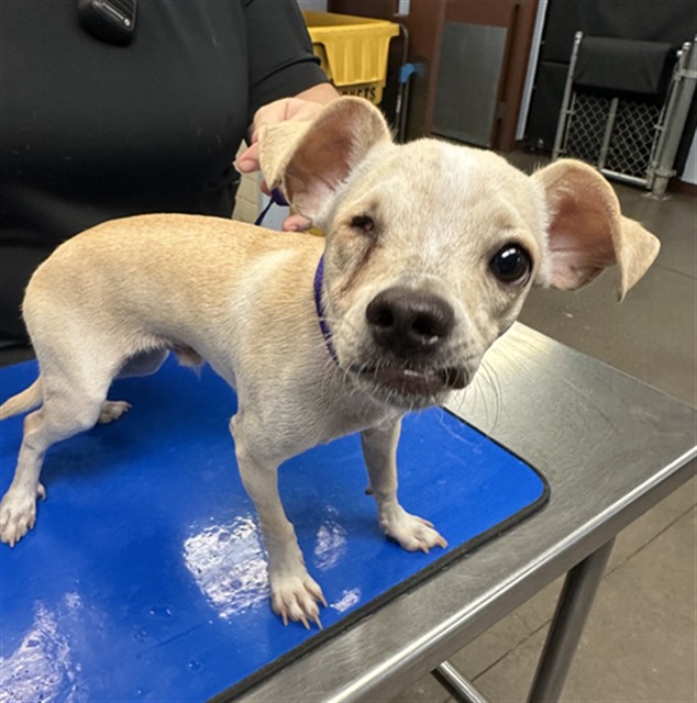 Shelter Stray Male Dog last seen 12TH AVE AND MADISON ST, 2500 S 27th Ave, Phoenix, AZ 85009, USA
