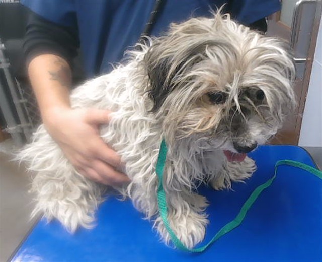 Shelter Stray Female Dog last seen 67TH AVE AND VAN BUREN ST, 2500 S 27th Ave, Phoenix, AZ 85009, USA