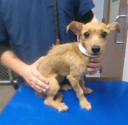 Shelter Stray Female Dog last seen 39TH ST AND RAY RD, 2500 S 27th Ave, Phoenix, AZ 85009, USA