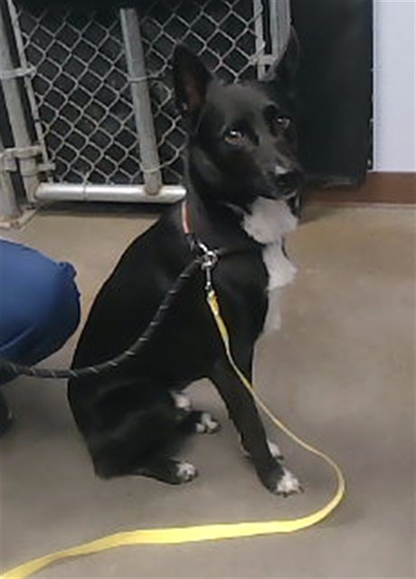 Shelter Stray Male Dog last seen 25TH AVE AND PEORIA AVE, 2500 S 27th Ave, Phoenix, AZ 85009, USA