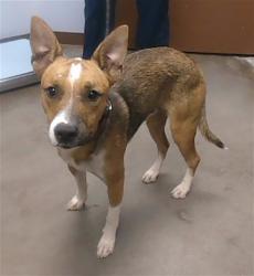 Shelter Stray Male Dog last seen PIMA ST AND 103RD AVE, 2500 S 27th Ave, Phoenix, AZ 85009, USA
