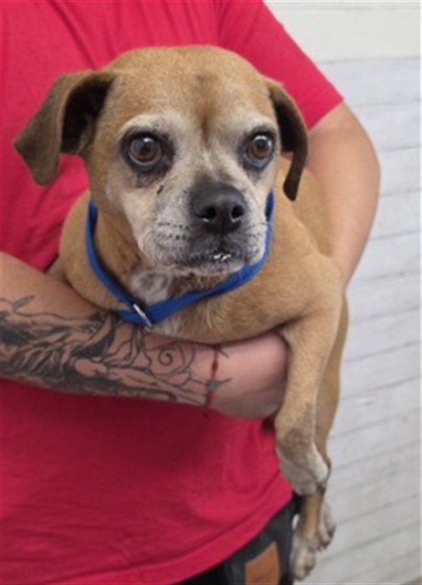 Shelter Stray Female Dog last seen Near BLOCK S MOUNT VERNON, 333 Chandler Pl, San Bernardino, CA 92408, USA