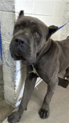 Shelter Stray Male Dog last seen SYCAM AND RIALTO, 333 Chandler Pl, San Bernardino, CA 92408, USA