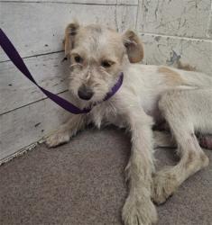 Shelter Stray Male Dog last seen ADAMS ST & SAN ANSELMO AVE, SAN BERNARDINO, CA, 92407, USA, 333 Chandler Pl, San Bernardino, CA 92408, USA