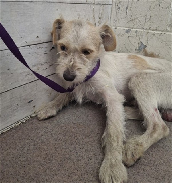 Shelter Stray Male Dog last seen ADAMS ST & SAN ANSELMO AVE, SAN BERNARDINO, CA, 92407, USA, 333 Chandler Pl, San Bernardino, CA 92408, USA