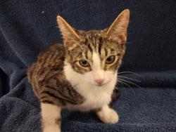 Shelter Stray Male Cat last seen , 1850 W 60th St, Los Angeles, CA 90047, USA