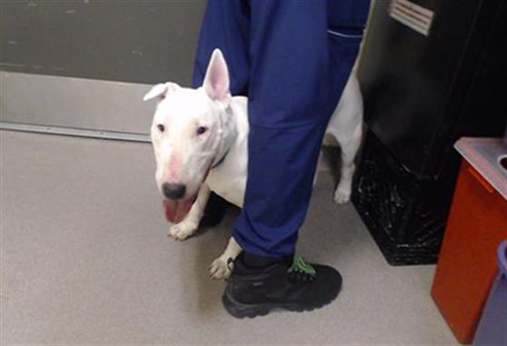 Shelter Stray Male Dog last seen Near BLOCK W IOWA AVE, DENVER CO 80219, 1241 W Bayaud Ave, Denver, CO 80223, USA