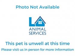 Shelter Stray Female Cat last seen , 1850 W 60th St, Los Angeles, CA 90047, USA