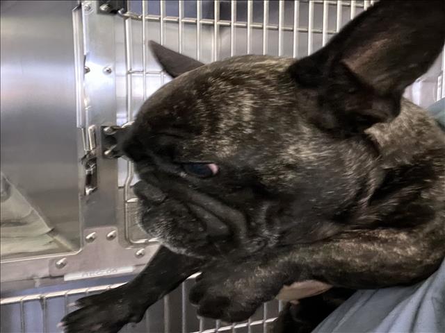 Shelter Stray Female Dog last seen , 1850 W 60th St, Los Angeles, CA 90047, USA
