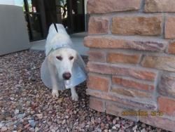 Shelter Stray Female Dog last seen 24TH ST/BROADWAY RD, 5501 E Van Buren St, Phoenix, AZ 85008, USA