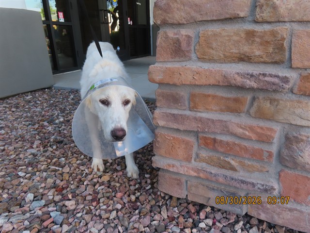 Shelter Stray Female Dog last seen 24TH ST/BROADWAY RD, 5501 E Van Buren St, Phoenix, AZ 85008, USA