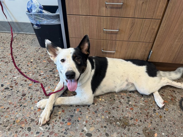 Shelter Stray Female Dog last seen W VAN BUREN/91ST AVE, 5501 E Van Buren St, Phoenix, AZ 85008, USA