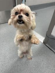 Shelter Stray Female Dog last seen Near, 2600 S Harding St, Indianapolis, IN 46221, USA