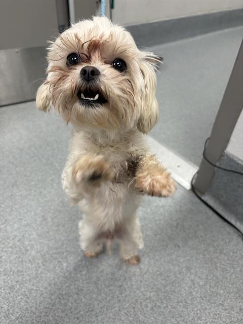 Shelter Stray Female Dog last seen Near, 2600 S Harding St, Indianapolis, IN 46221, USA