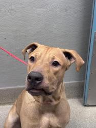 Shelter Stray Male Dog last seen Near BLOCK W SAHARA AVE, LAS VEGAS NV 89102, 655 N Mojave Rd, Las Vegas, NV 89101, USA