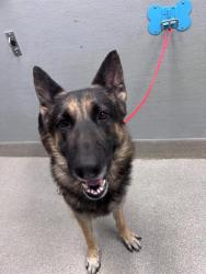 Shelter Stray Male Dog last seen OWENS/EASTERN, 655 N Mojave Rd, Las Vegas, NV 89101, USA