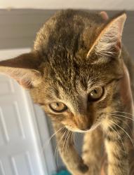 Reunited Unknown Cat last seen Windy Hill apmts, Kyle, TX 78640
