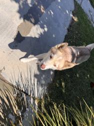 Found/Stray Unknown Dog last seen Cassiope Ct. and Sonoran Blue Rd., Hemet, CA 92583