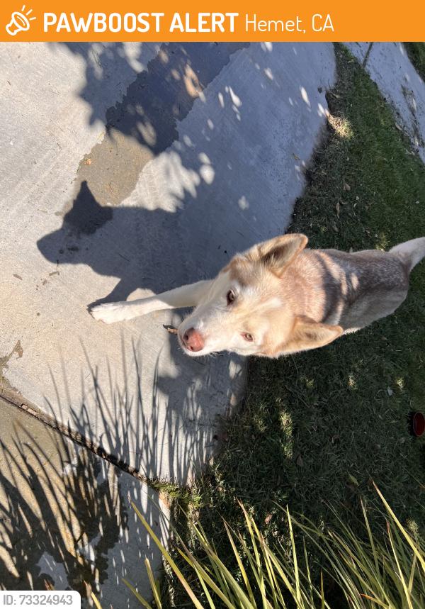 Found/Stray Unknown Dog last seen Cassiope Ct. and Sonoran Blue Rd., Hemet, CA 92583