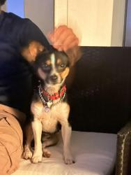Found/Stray Male Dog last seen Atlanta Beltline, Atlanta, GA 30308