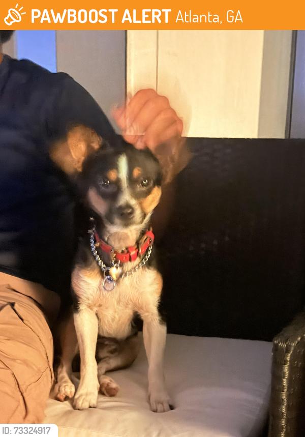 Found/Stray Male Dog last seen Atlanta Beltline, Atlanta, GA 30308