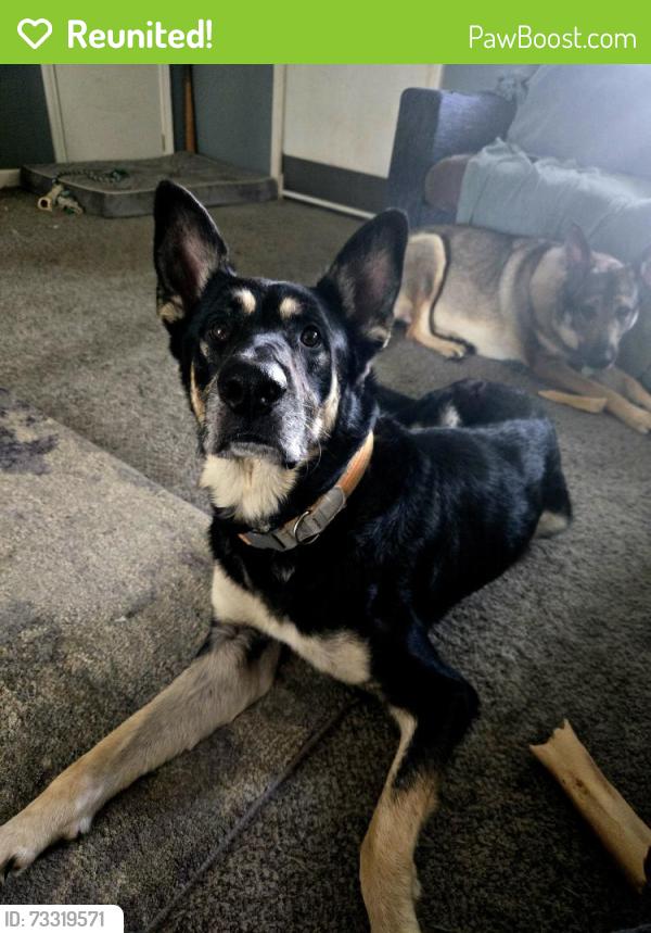 Reunited Male Dog last seen Lane rd and Lucinda st, Linden NC, Pine Forest, NC 28356