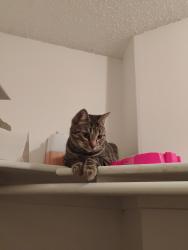 Lost Female Cat last seen Magnolia Villa Apts Magnolia/Myers st, Riverside, CA 92503