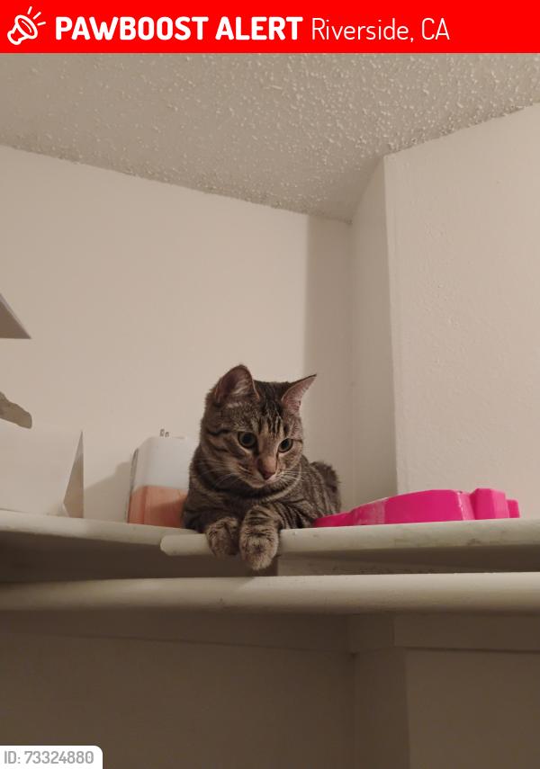 Lost Female Cat last seen Magnolia Villa Apts Magnolia/Myers st, Riverside, CA 92503