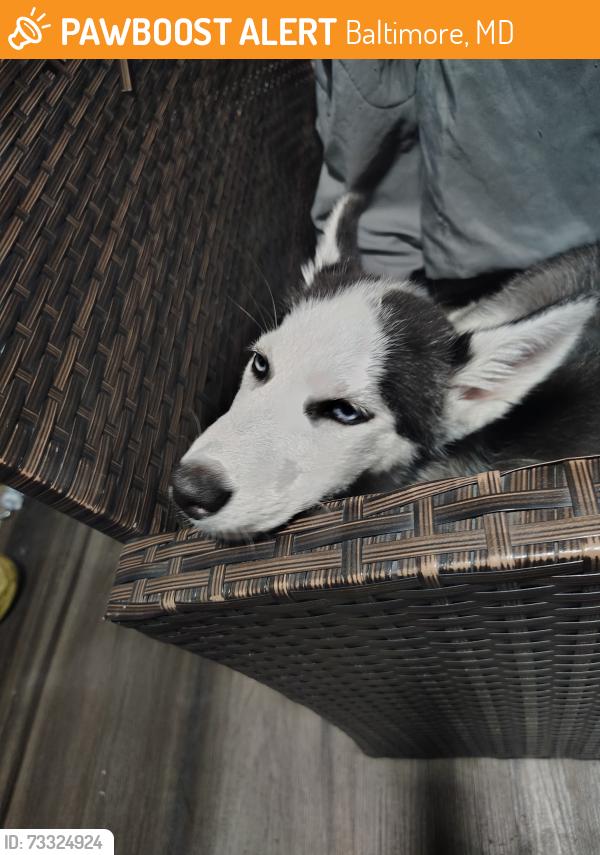 Found/Stray Unknown Dog last seen Juneway and Erdman, Baltimore, MD 21213