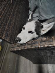 Found/Stray Unknown Dog last seen Juneway and Erdman, Baltimore, MD 21213