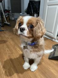 Reunited Male Dog last seen Leisure Park Elementary, Broken Arrow, OK 74011