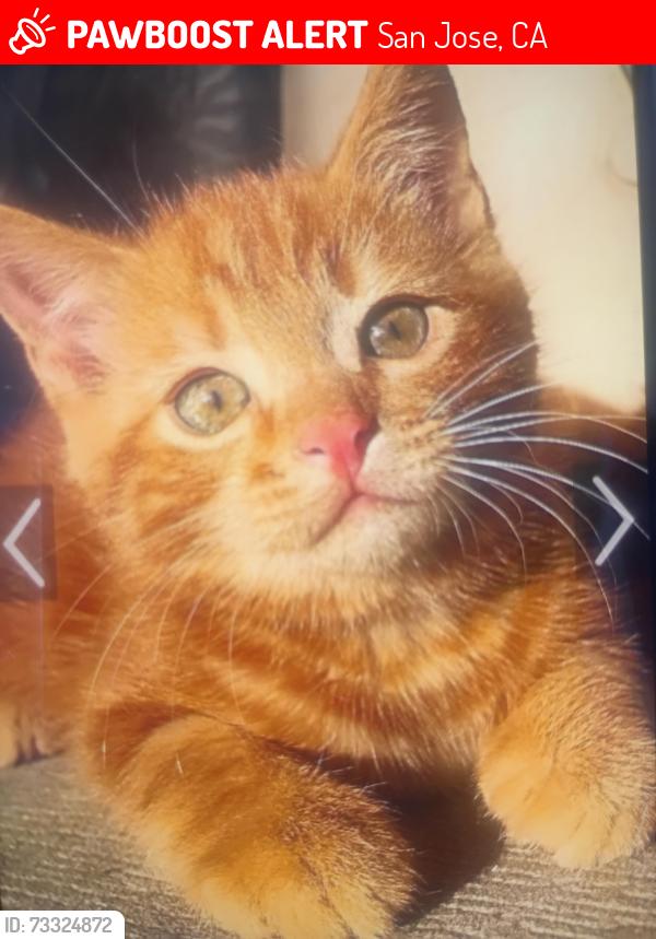 Lost Female Cat last seen Park Pleasant circle/Aramis Drive, San Jose, CA 95148
