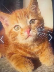 Lost Female Cat last seen Park Pleasant circle/Aramis Drive, San Jose, CA 95148