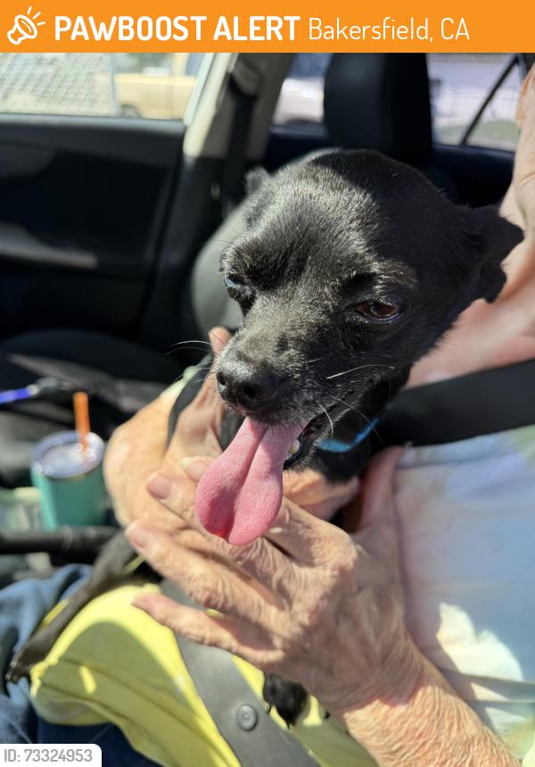 Found/Stray Male Dog last seen Airport and Robert’s, Bakersfield, CA 93308