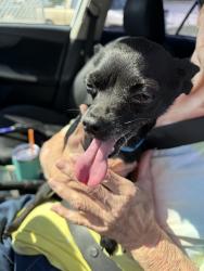 Found/Stray Male Dog last seen Airport and Robert’s, Bakersfield, CA 93308