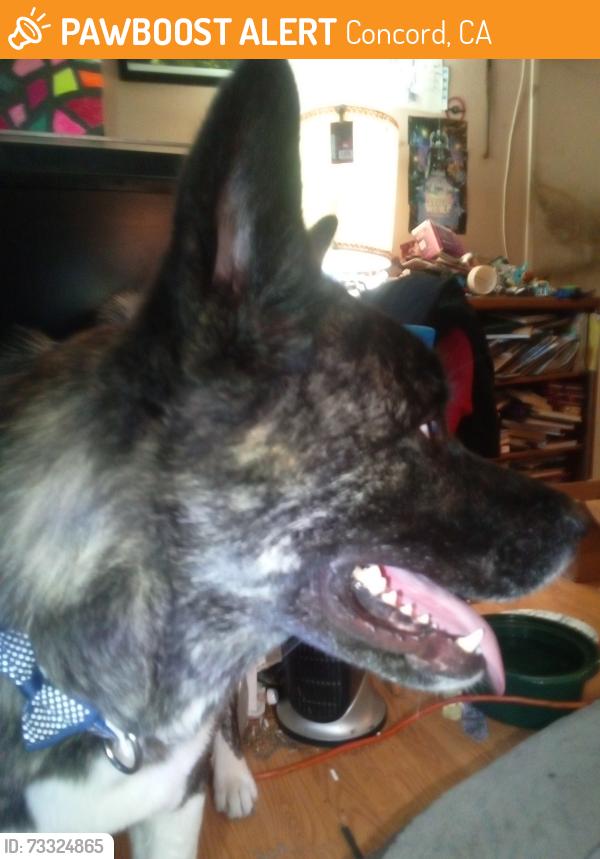 Found/Stray Male Dog last seen Clayton Rd & Ellis St, Concord, CA 94520