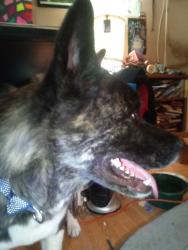 Found/Stray Male Dog last seen Clayton Rd & Ellis St, Concord, CA 94520