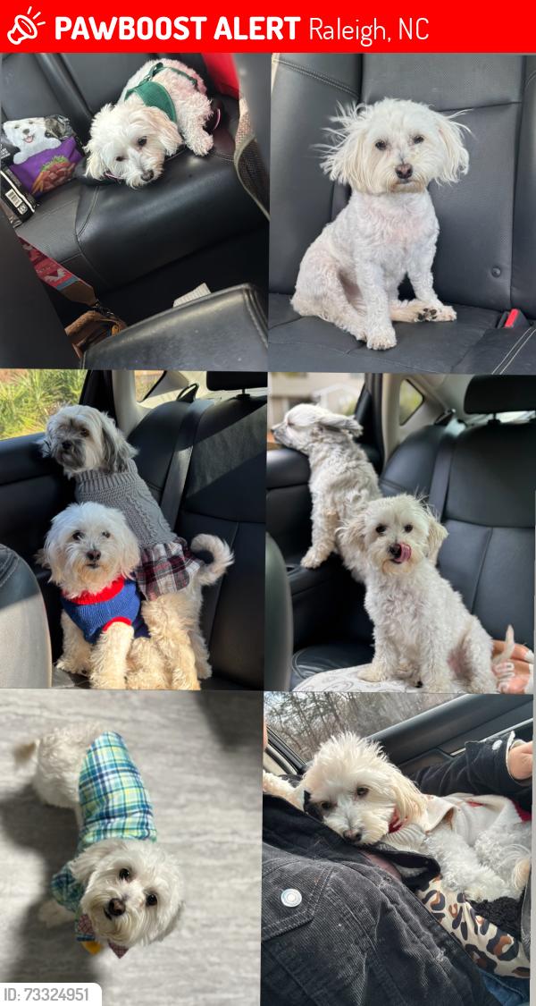 Lost Male Dog last seen Misty river, Raleigh, NC 27601