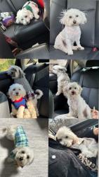 Lost Male Dog last seen Misty river, Raleigh, NC 27601