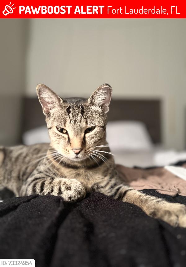 Lost Female Cat last seen Andrews avenue & sunrise blvd., Fort Lauderdale, FL 33311